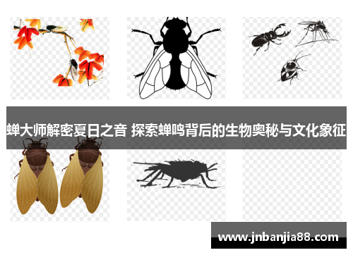 蝉大师解密夏日之音 探索蝉鸣背后的生物奥秘与文化象征